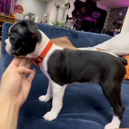 Boston Terrier Puppies from Belen's Boston Terriers