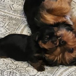 Yorkshire Terrier Puppies from Wayne's Yorkies