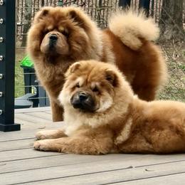 Chow Chow Puppies from Indigo Chows