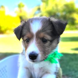 Green - Sable and white female Shetland Sheepdog puppy in Chandler, Arizona from Keri Koch