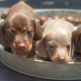 Dachshunds from JB's Farm