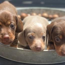 Dachshunds from JB's Farm