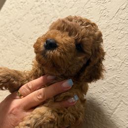 Boy 1 - Red  male Poodle puppy in Southwest Ranches, Florida from Herringbone ‘s Poodles