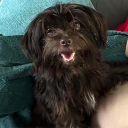 Hazel - Yorkshire Terrier