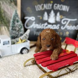 Goldendoodle Puppies from Goldendoodle Utah