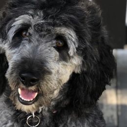 Assorted Doodle Crosses, Aussiedoodles, Bernedoodles, Old English Sheepdogs, and Poodles from Mountain Peak Doodles