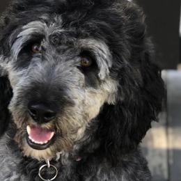 Assorted Doodle Crosses, Aussiedoodles, Bernedoodles, Old English Sheepdogs, and Poodles from Mountain Peak Doodles