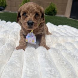 Yogi - Red  male Goldendoodle puppy in Maricopa, Arizona from HeyDoods Doodles