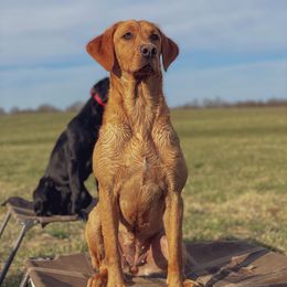 Labrador Retrievers from James River Retrievers