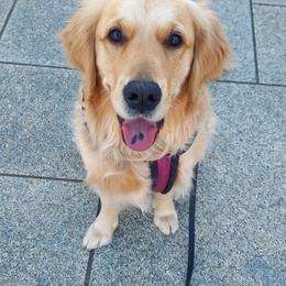 Golden Retriever Puppies from Goldens of Northern Virginia
