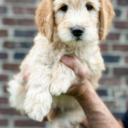 Goldendoodle Puppies from Gentry Doodles