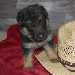 Brown - Black and tan male German Shepherd puppy in San Antonio, Texas from Von Arc German Shepherds