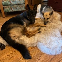 German Shepherd All Grown Up from Von Christel Haus German Shepherds