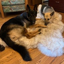 German Shepherd All Grown Up from Von Christel Haus German Shepherds