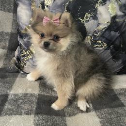 Chanel - Cream female Pomeranian puppy in Edinburg, Texas from Divine Valley Poms