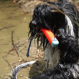 Schapendoes Puppies from Dream Star Schapendoes