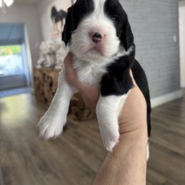 Mr Red - Black and white male English Springer Spaniel puppy in Pembroke Pines, Florida from Divine Springers and Borbon Frenchies