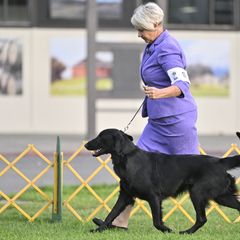 Flat-Coated Retrievers from Sanderling Flat-Coated Retrievers