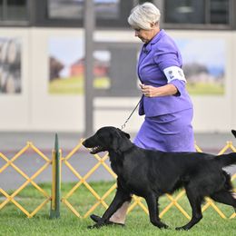 Flat-Coated Retrievers from Sanderling Flat-Coated Retrievers