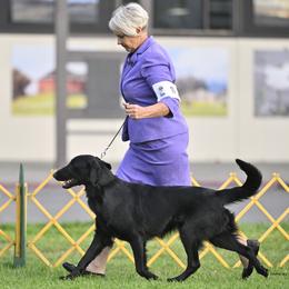 Flat-Coated Retrievers from Sanderling Flat-Coated Retrievers