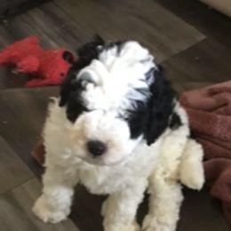 Bernedoodle Puppies from Majestic Hill Mini Bernedoodles LLC
