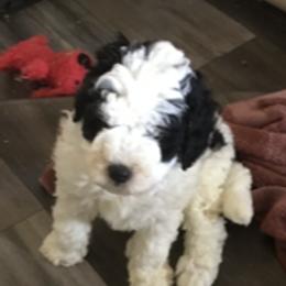 Bernedoodle Puppies from Majestic Hill Mini Bernedoodles LLC