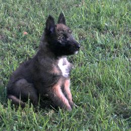 Belgian Laekenois Puppies from Chiens de Rafale