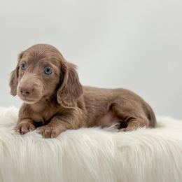 Koda - Fawn (Isabella) male Dachshund puppy in Litchfield, Illinois from Charmm Dachshunds