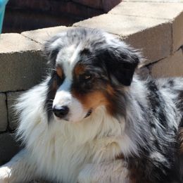 Bailey - Australian Shepherd