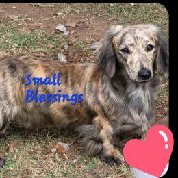 Diesel - Dachshund