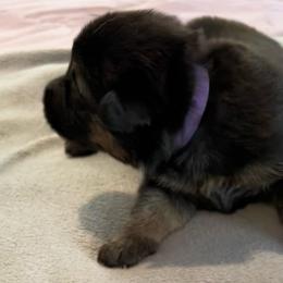Hera- purple - Black and tan female German Shepherd puppy in Sharon Grove, Kentucky from Julie’s Shepherds