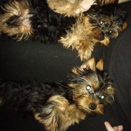 Yorkshire Terrier Puppies from Danielle's Yorkies