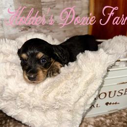 Skye - Black and cream female Dachshund puppy in Atwood, Oklahoma from Holder’s Doxie Farm