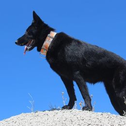 German Shepherds from Oakwood Kennels