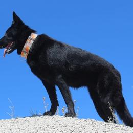 German Shepherds from Oakwood Kennels