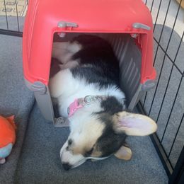 Pembroke Welsh Corgi Puppies from Rain City Corgis