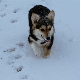 Sadie - Pembroke Welsh Corgi