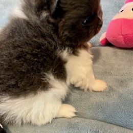 Pomeranian Puppies from Nikki’s lil Pomeranians