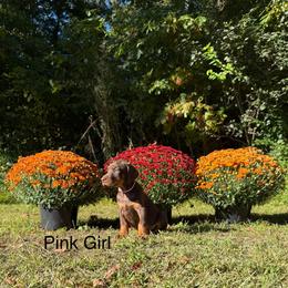 Pink - Red and rust female Doberman Pinscher puppy in Knox, Indiana from Double River Dobermans