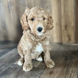 Latte - Apricot male Goldendoodle puppy in Fairview, Utah from Doodle Café