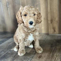 Latte - Apricot male Goldendoodle puppy in Fairview, Utah from Doodle Café