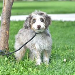 Acadia - Red merle female Aussiedoodle puppy in Delta, Colorado from PTK Ranch