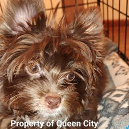Green collar boy - Chocolate, tan and white Yorkshire Terrier puppy in Charlotte, North Carolina from Queen City Yorkies