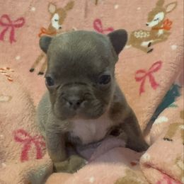 Girl 3 - Blue female French Bulldog puppy in Gerber, California from In The Zone Dog Training and Breeding