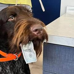 German Wirehaired Pointers from Jagged Edge German Wirehaired Versatility Dogs