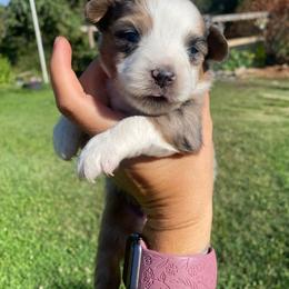 Cookies 'n Cream - Blue merle female Miniature Australian Shepherd puppy in Sonora, California from Quarle Ranch Mini Aussies
