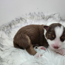 Girl 1 - Australian Shepherd puppy in Hawaii from Hawaii Australian Shepherds