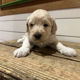 Sven - Cream male Goldendoodle puppy in Heath, Texas from Doodles Divine