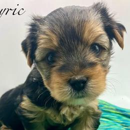 Lyric - Black and tan male Yorkshire Terrier puppy in Galesburg, Illinois from Sunny Sky Yorkies