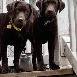 Labrador Retriever Puppies from Rose Gold Retrievers